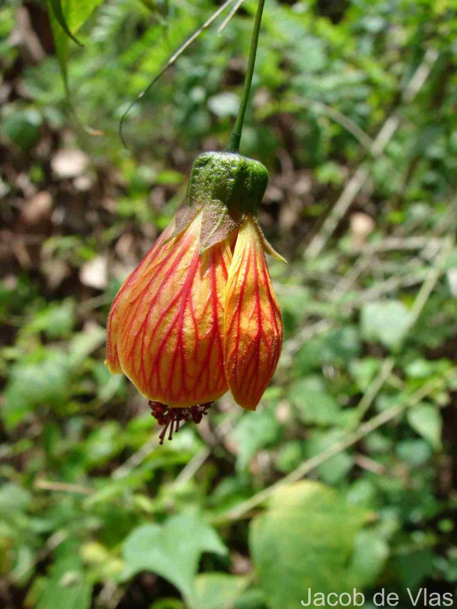 Callianthe picta (Gillies ex Hook. & Arn.) Donnell